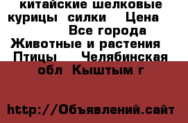 китайские шелковые курицы (силки) › Цена ­ 2 500 - Все города Животные и растения » Птицы   . Челябинская обл.,Кыштым г.